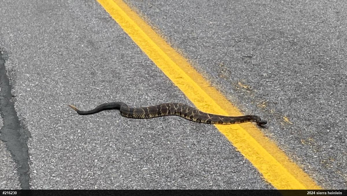 Timber Rattlesnake