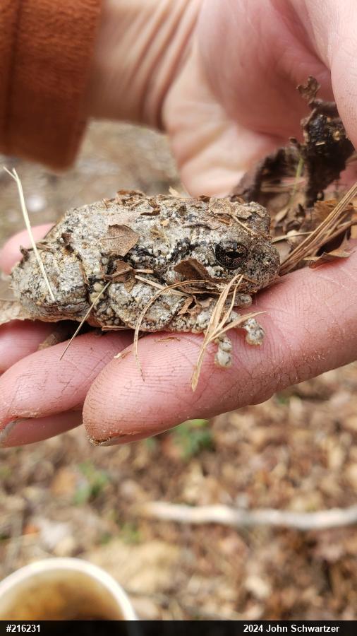 Unknown Gray Treefrog