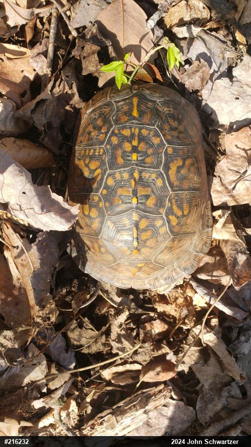 Eastern Box Turtle