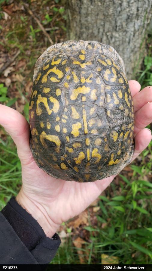 Eastern Box Turtle