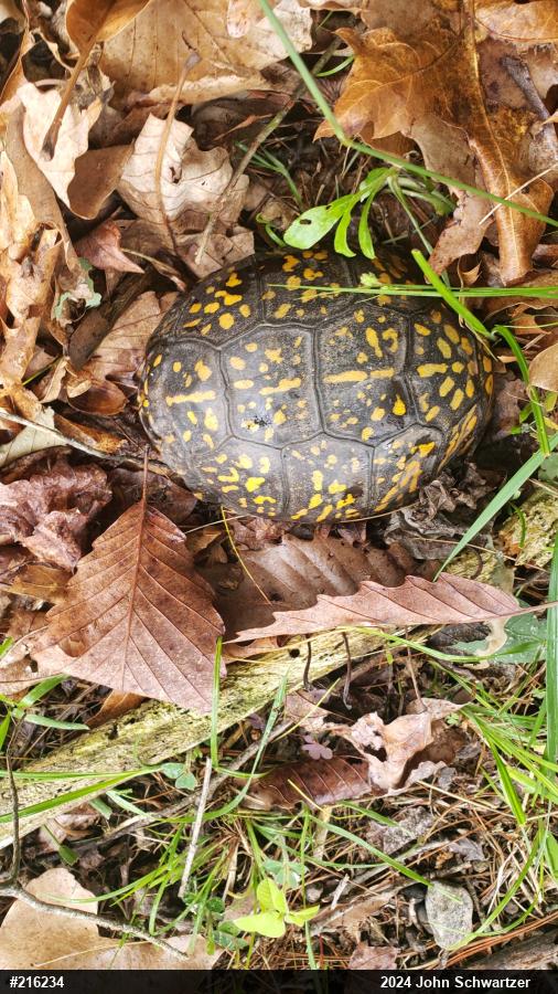 Eastern Box Turtle