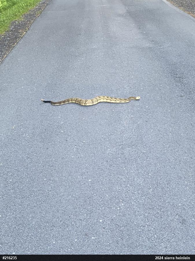 Timber Rattlesnake