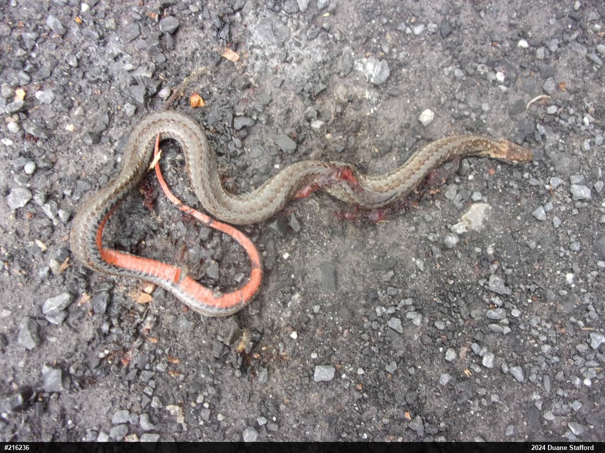 Red-bellied Snake