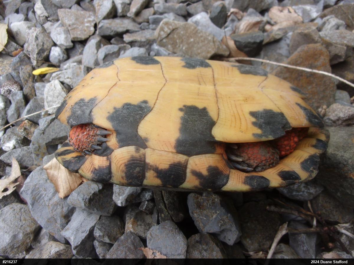 Wood Turtle