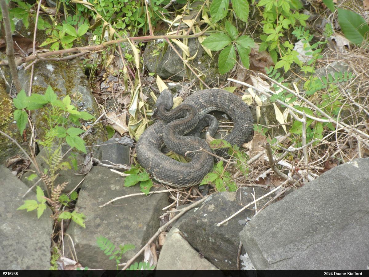 Timber Rattlesnake