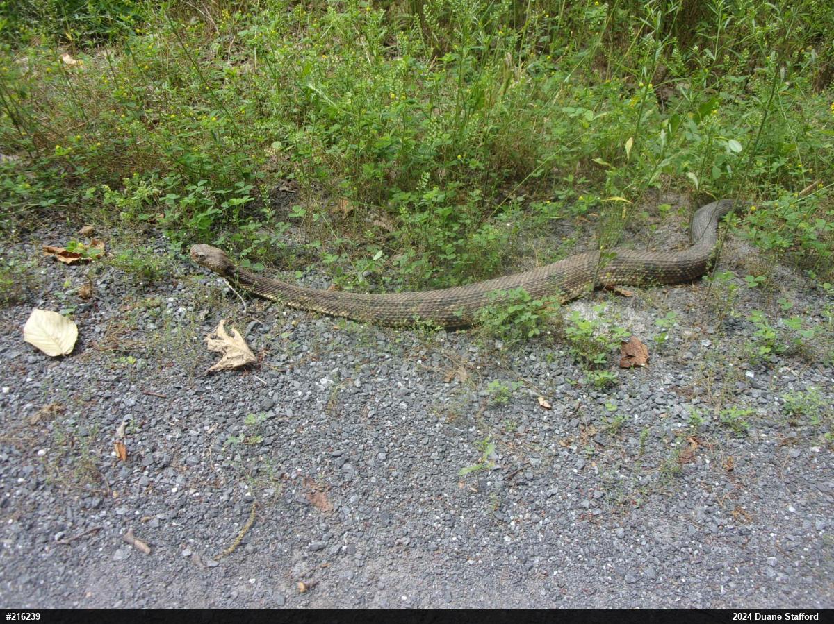 Timber Rattlesnake