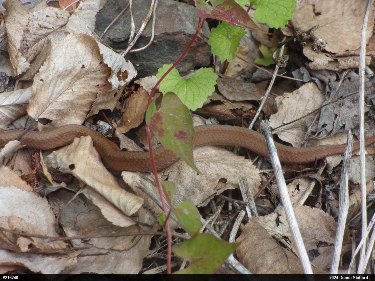 Red-bellied Snake
