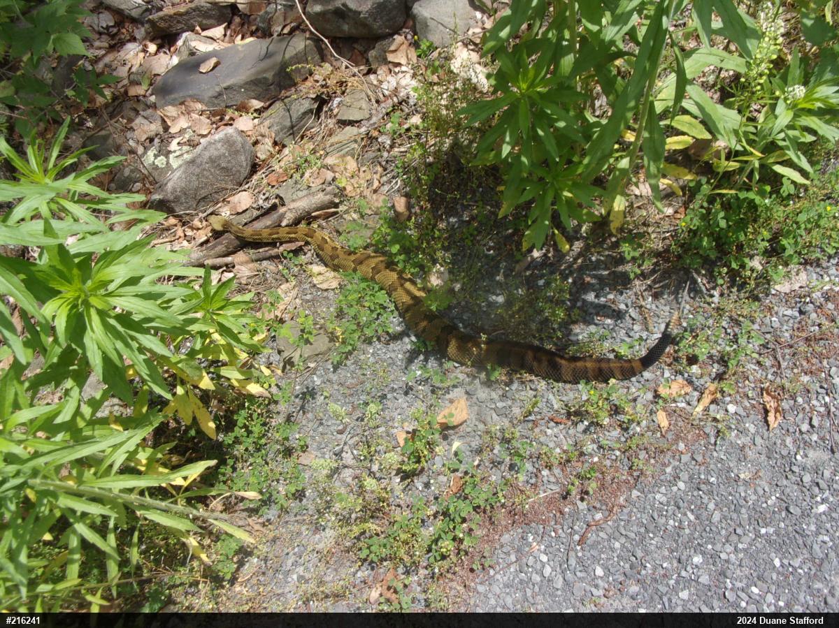 Timber Rattlesnake
