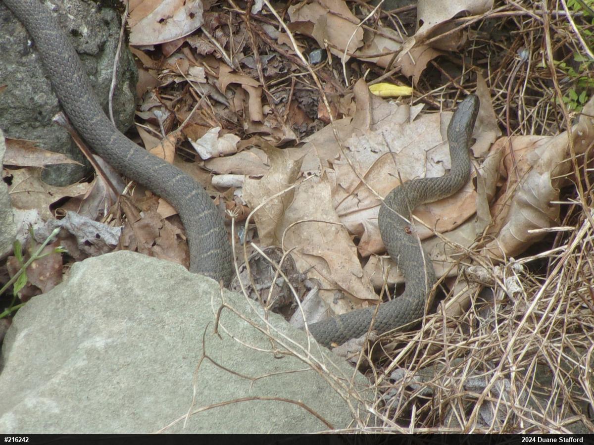 Northern Watersnake