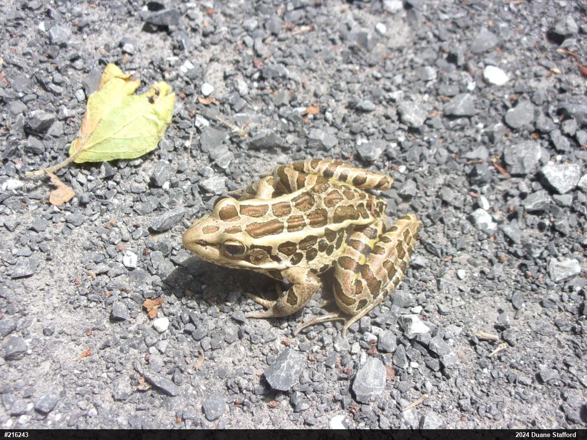 Pickerel Frog