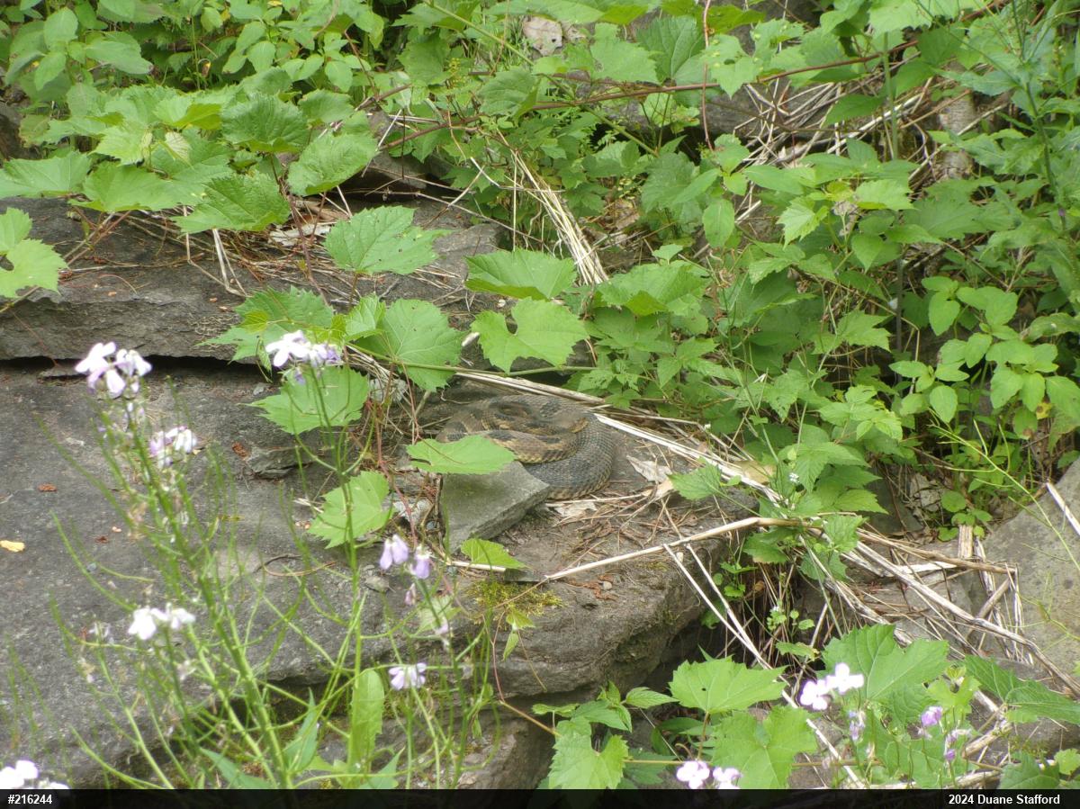 Timber Rattlesnake