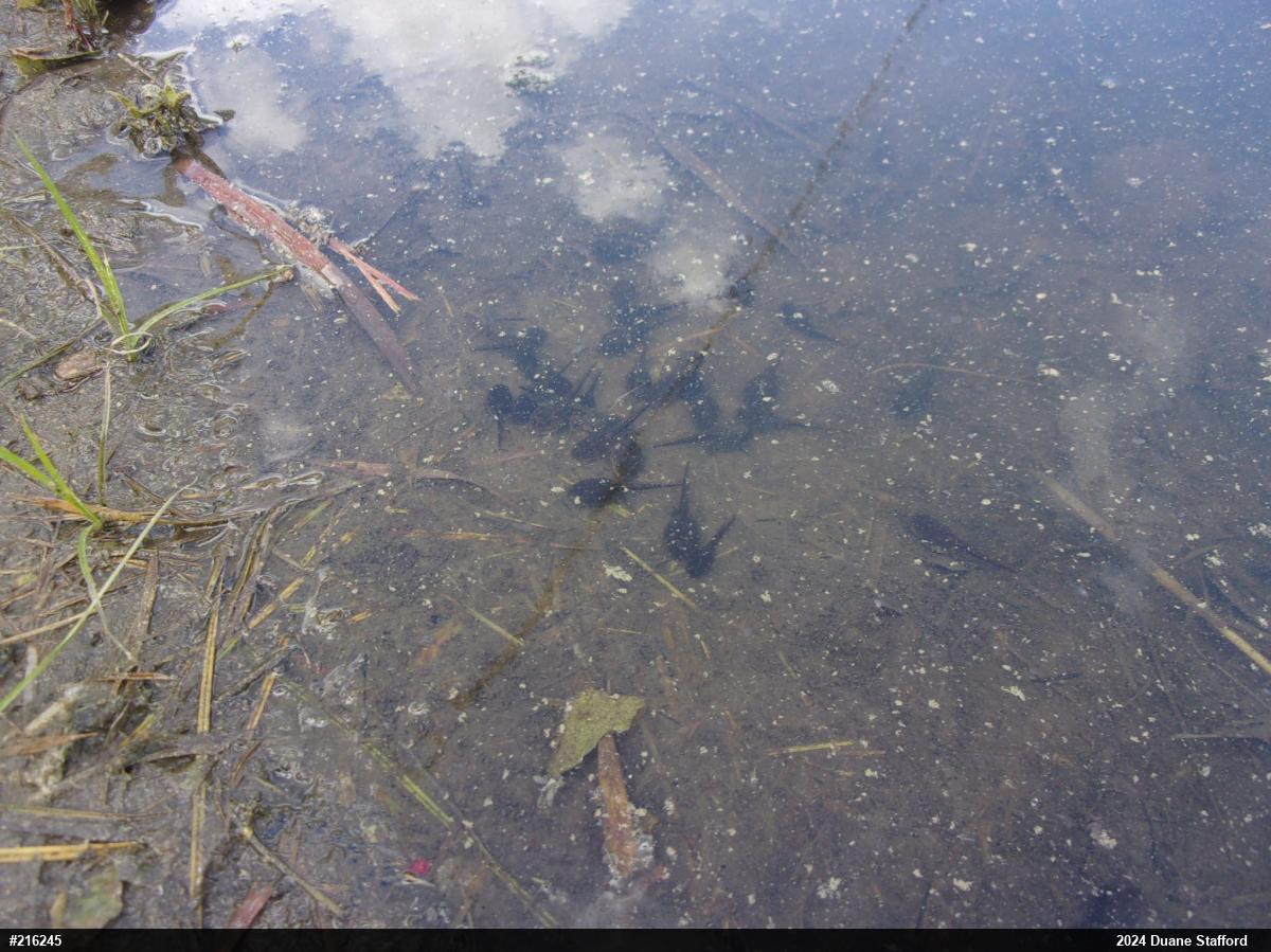 Eastern American Toad