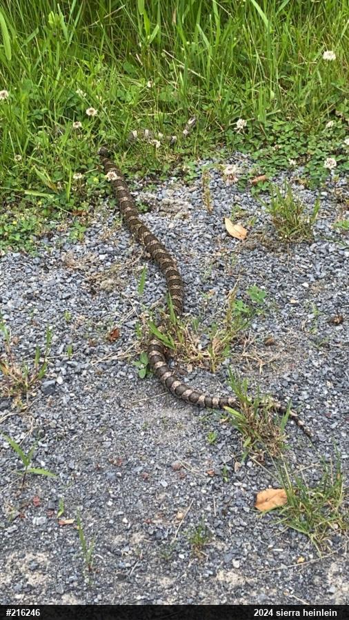 Eastern Milksnake