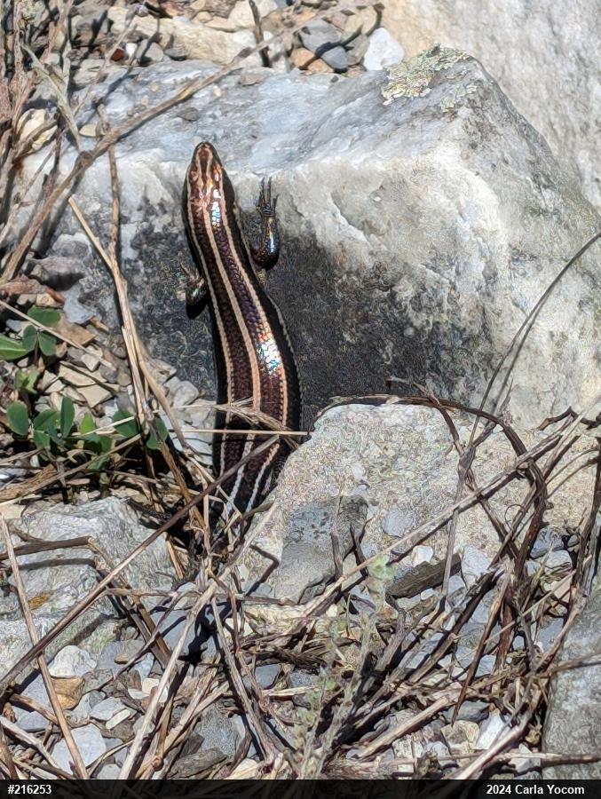 Common Five-lined Skink