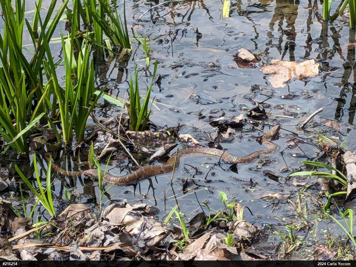 Northern Watersnake