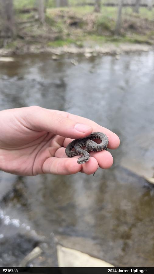 Northern Watersnake