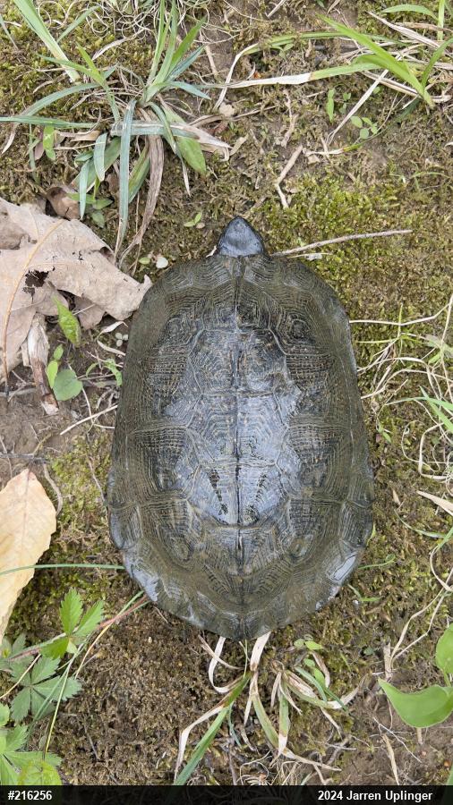 Wood Turtle