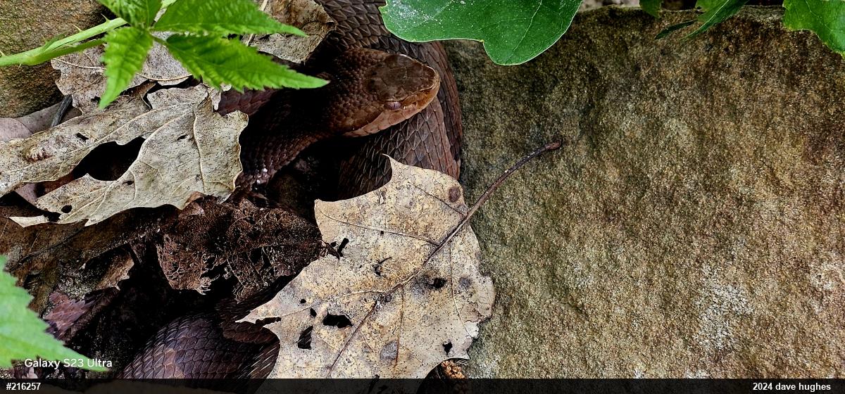 Northern Copperhead