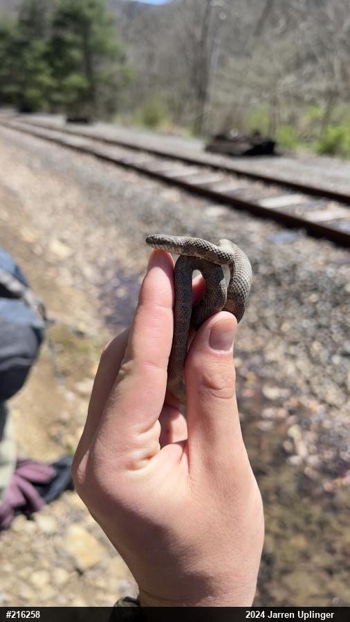 Northern Watersnake