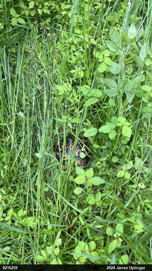 Eastern Box Turtle