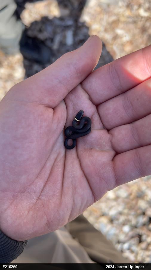 Northern Ring-necked Snake