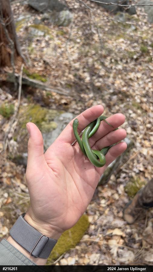 Smooth Greensnake
