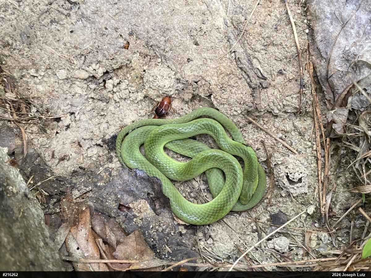 Smooth Greensnake