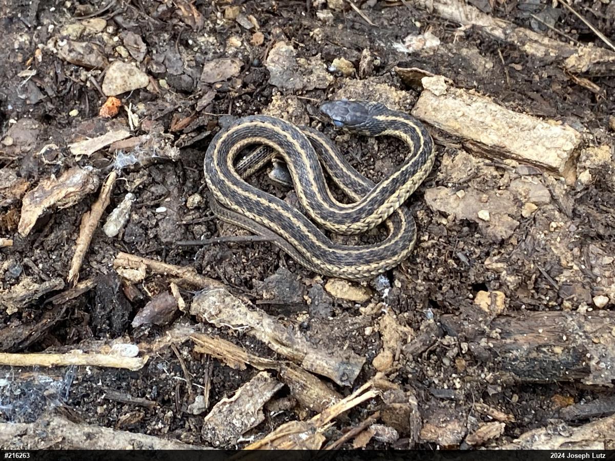 Eastern Gartersnake