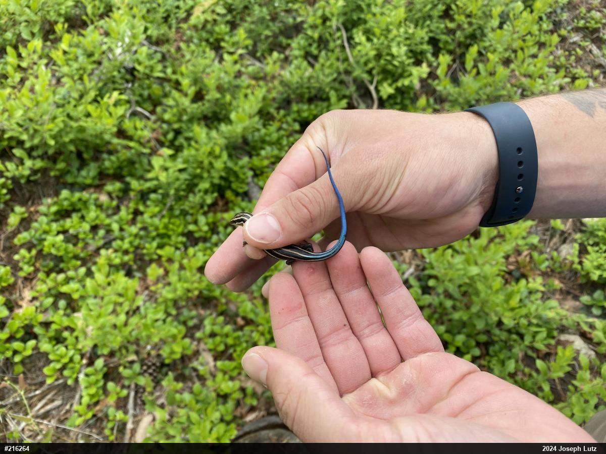 Common Five-lined Skink