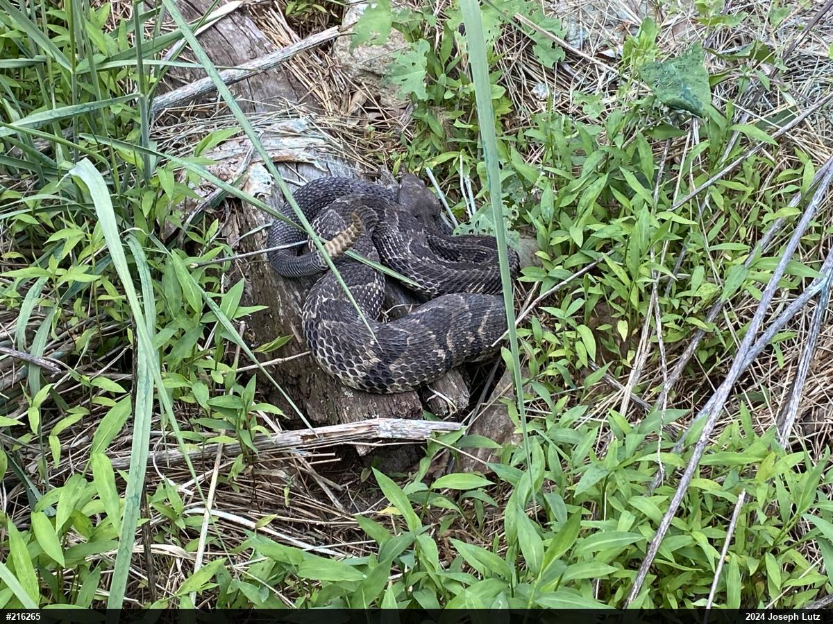 Timber Rattlesnake