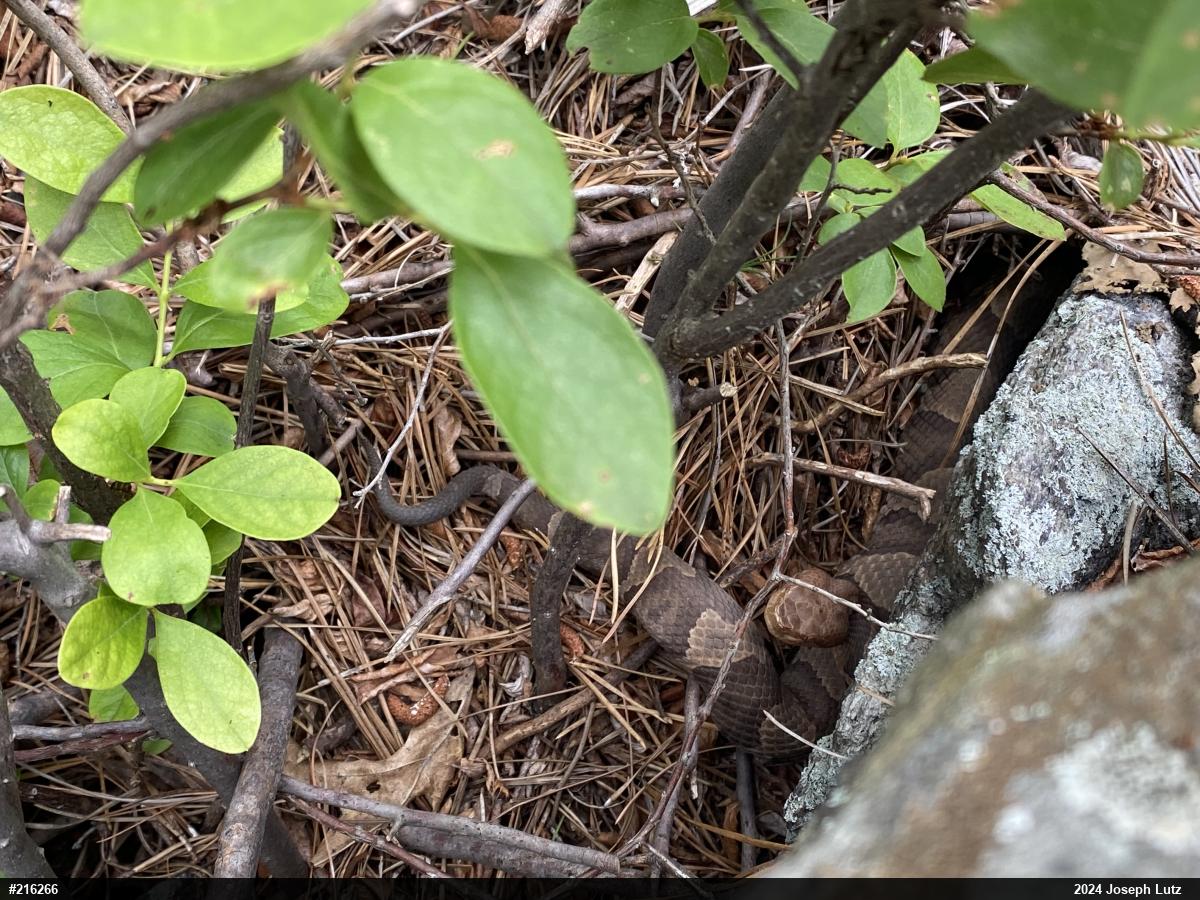 Northern Copperhead