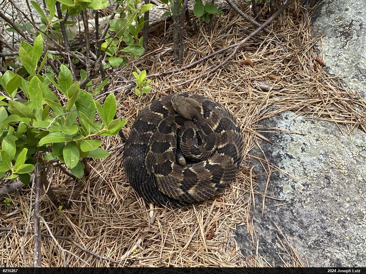 Timber Rattlesnake