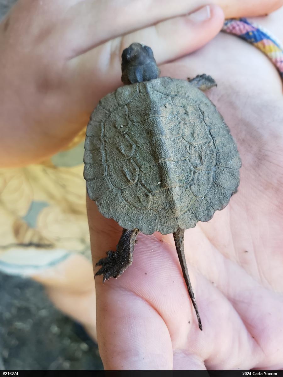 Wood Turtle