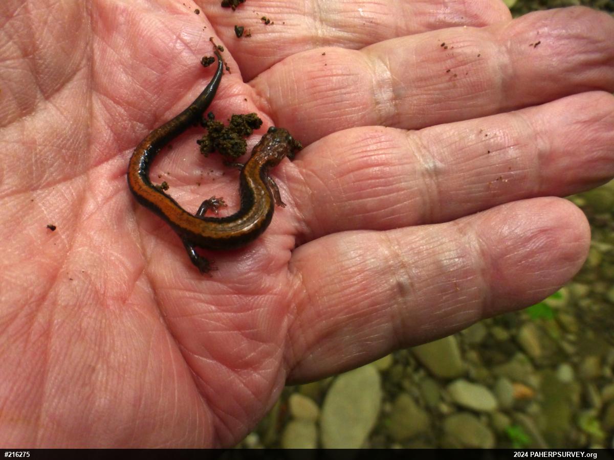 Eastern Red-backed  Salamander