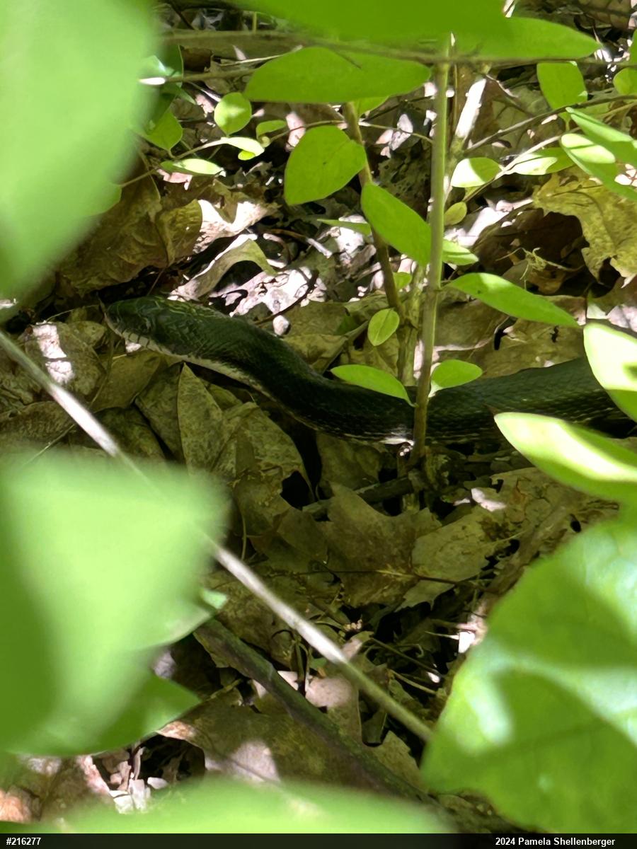 Eastern Ratsnake