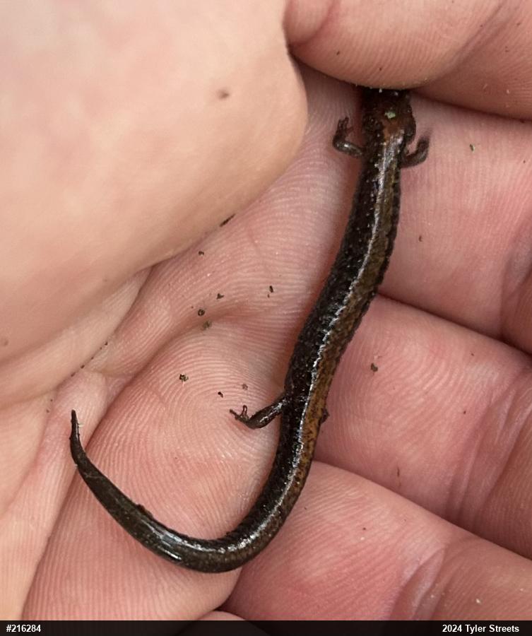 Eastern Red-backed  Salamander