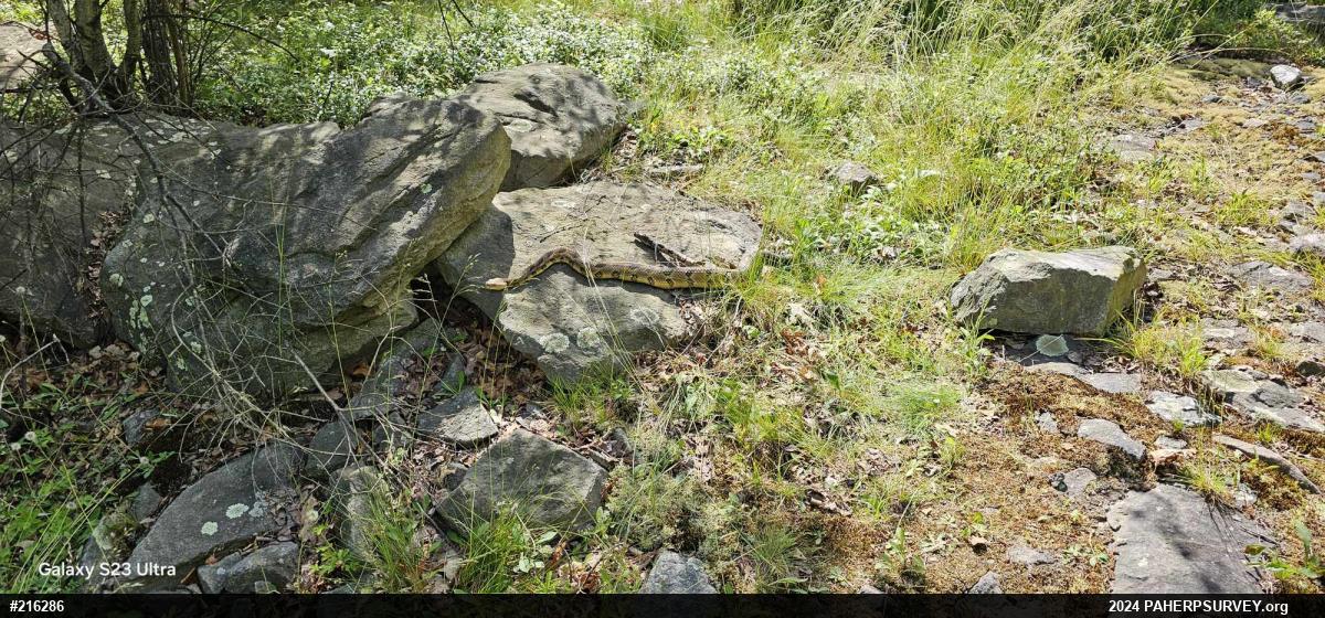 Timber Rattlesnake