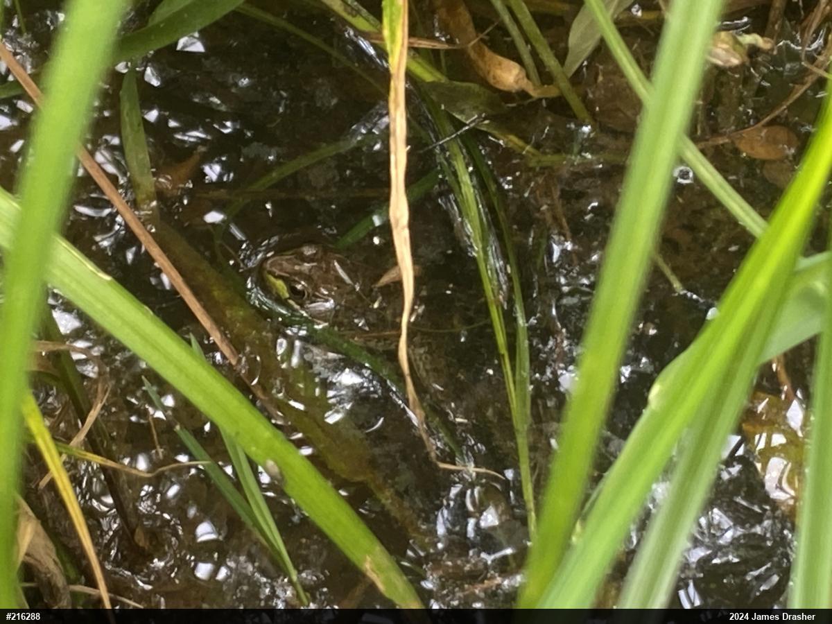 Green Frog