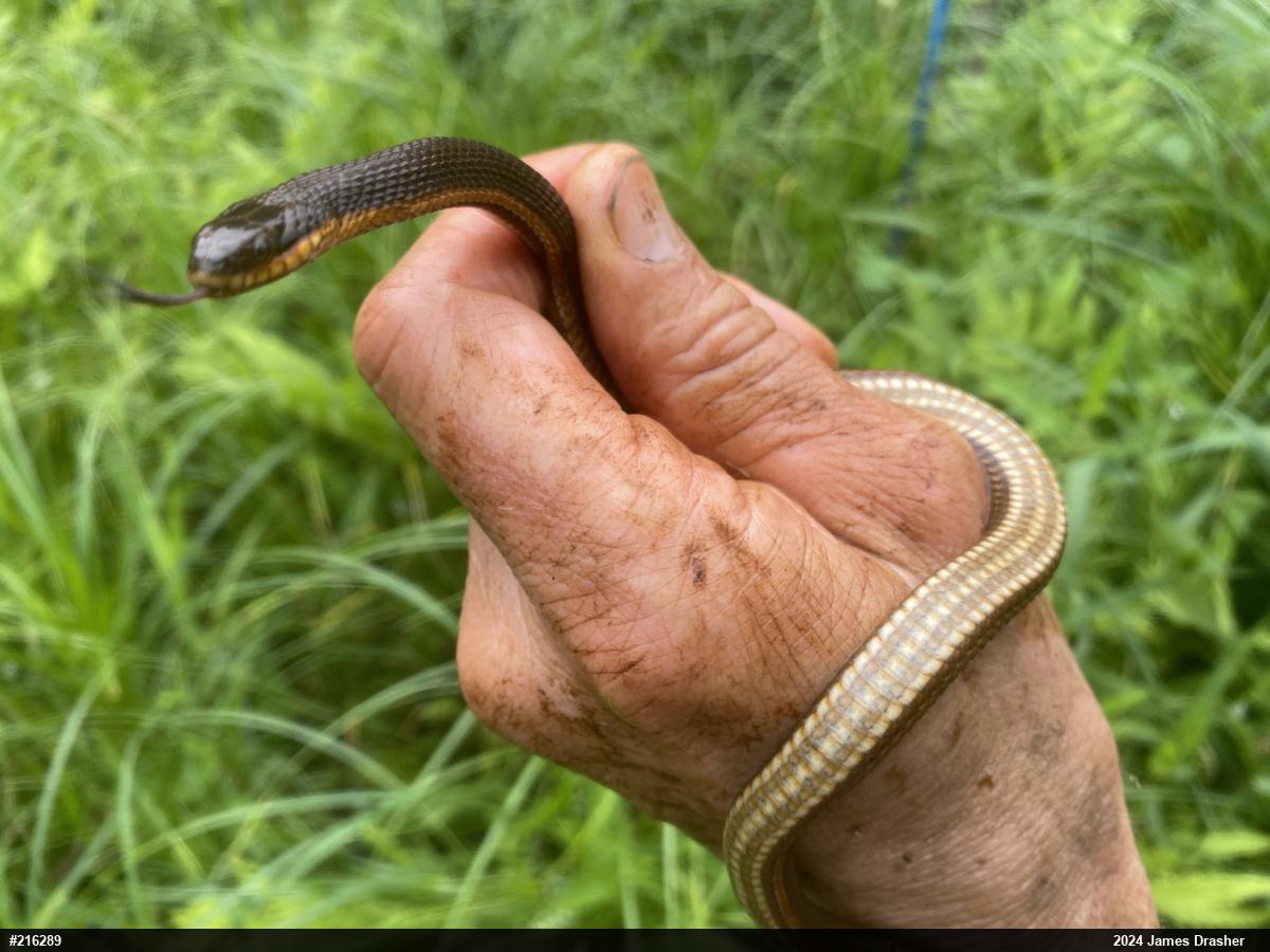 Queensnake