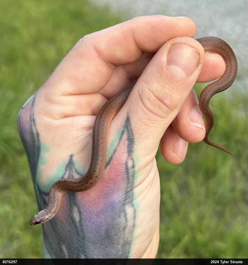 Mountain Earthsnake