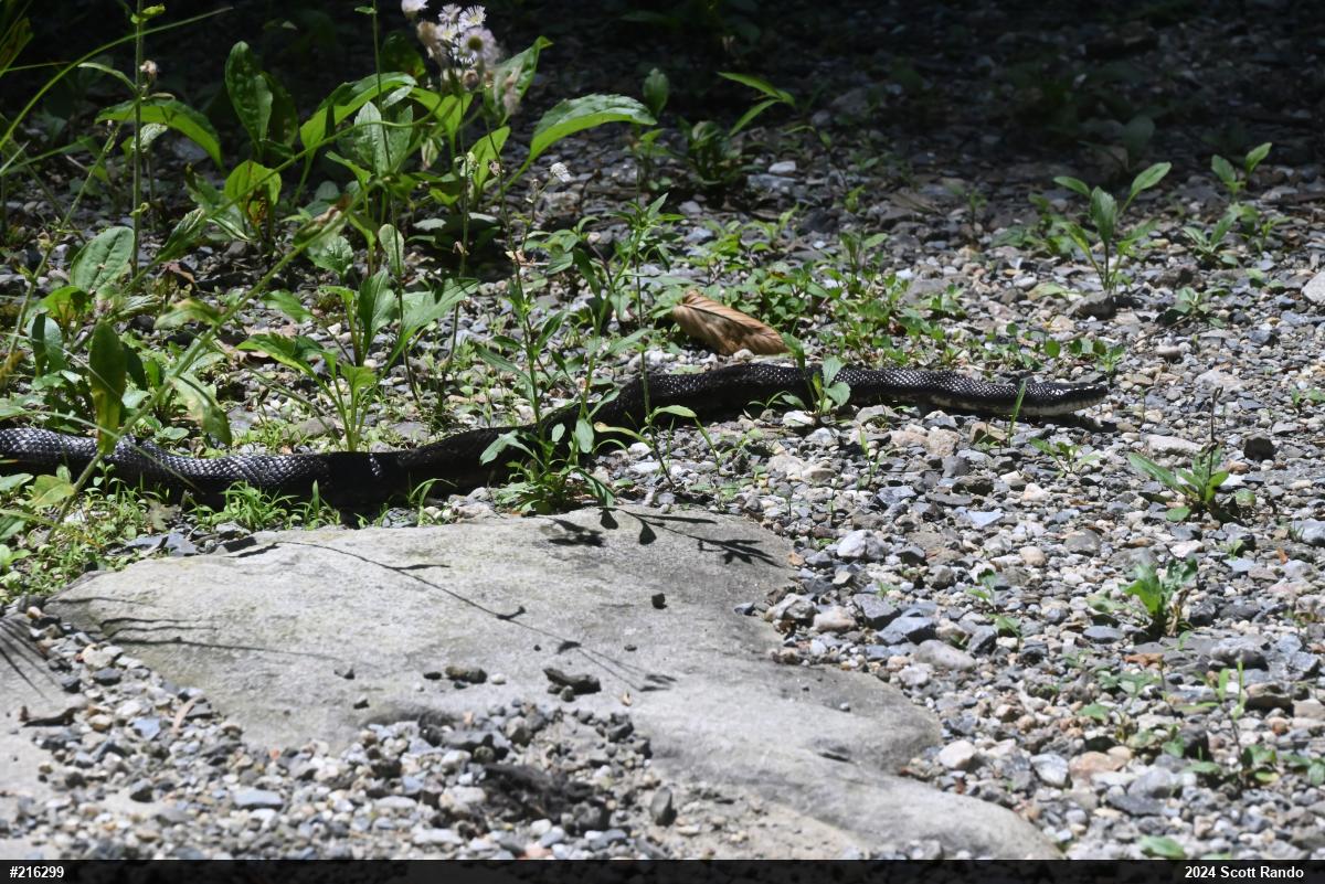 Eastern Ratsnake