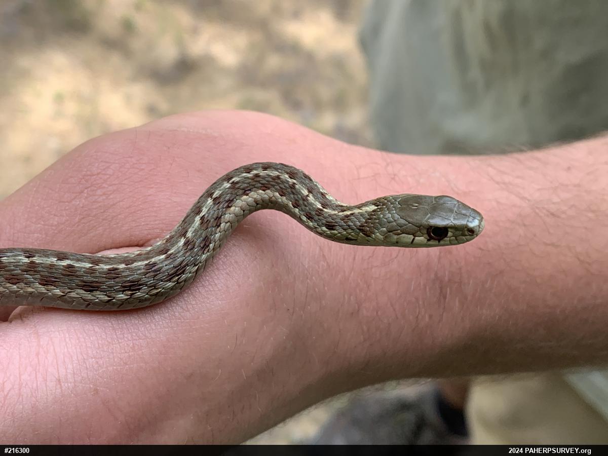 Eastern Gartersnake