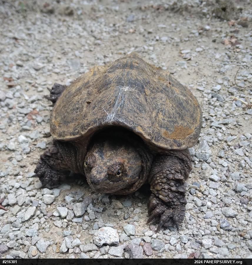 Snapping Turtle