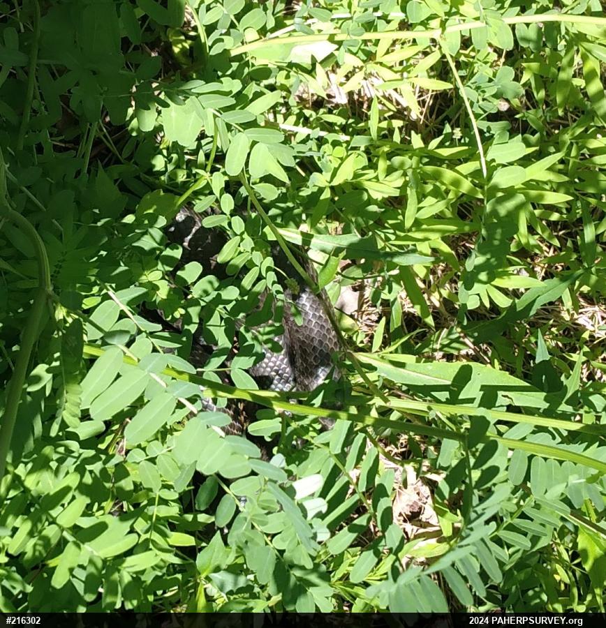 Eastern Ratsnake