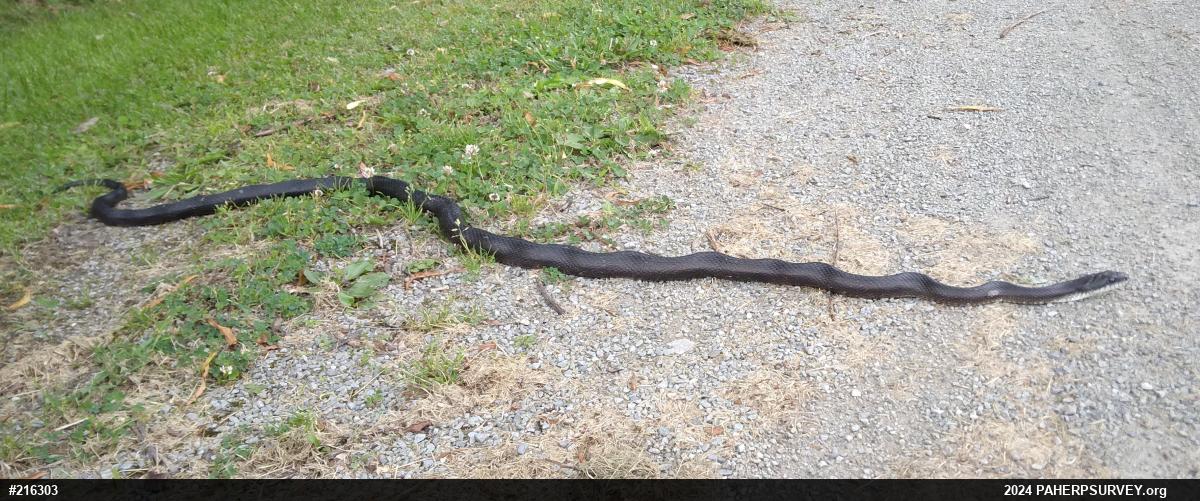 Eastern Ratsnake