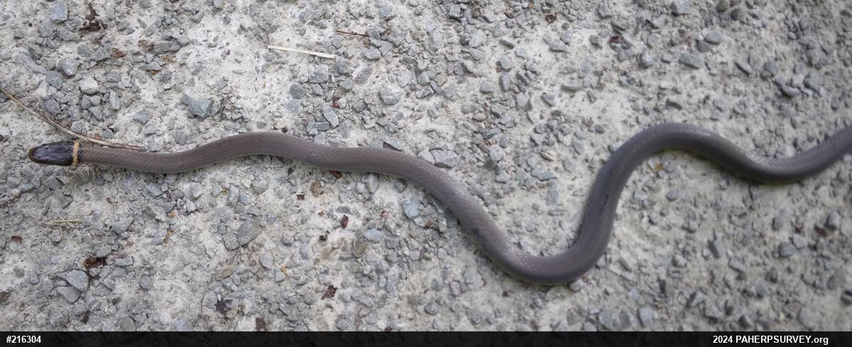 Northern Ring-necked Snake