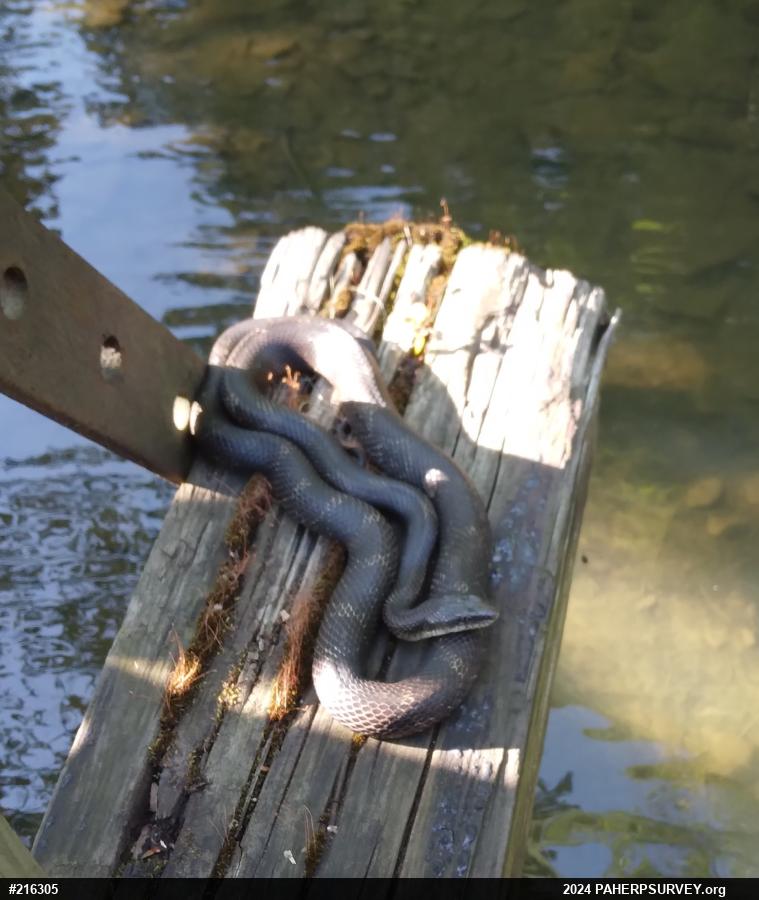 Eastern Ratsnake