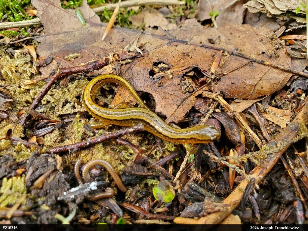 Northern Two-lined Salamander