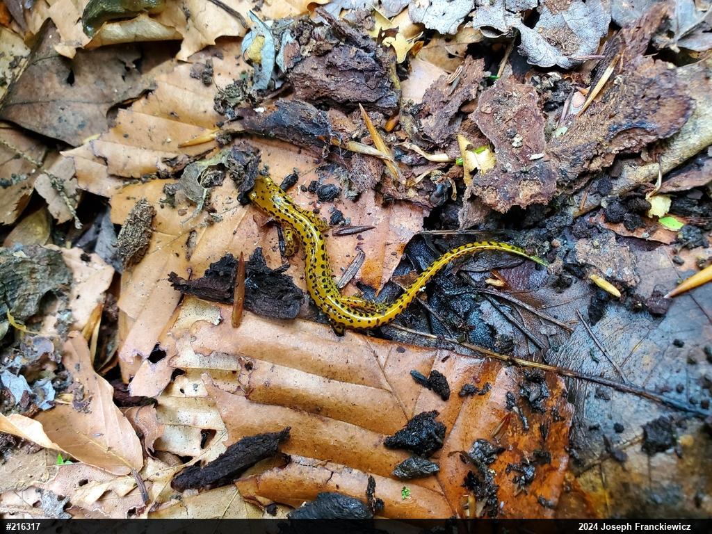 Eastern Long-tailed Salamander