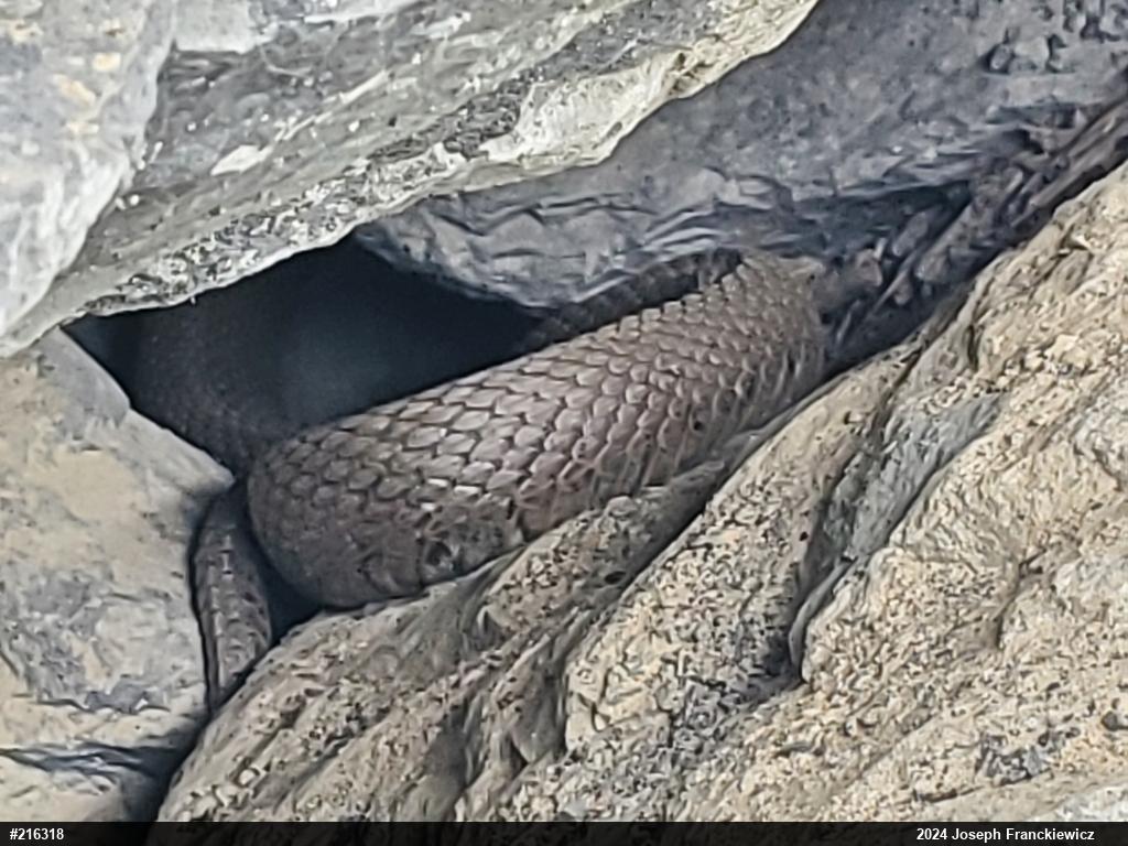 Northern Watersnake